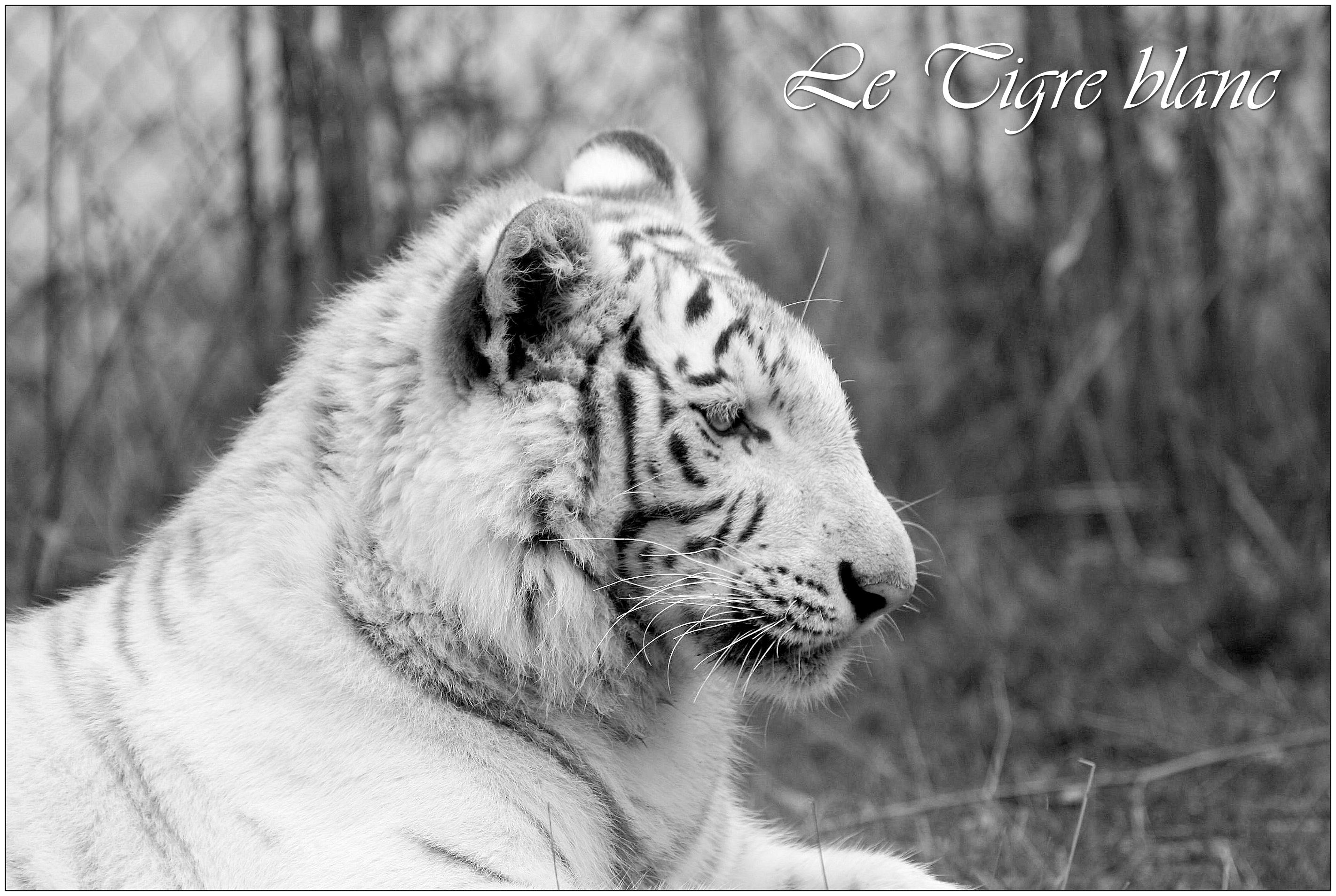 tigre blanc